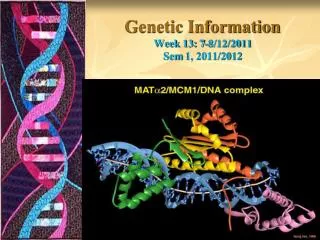 Genetic Information Week 13: 7-8/12/2011 Sem 1, 2011/2012