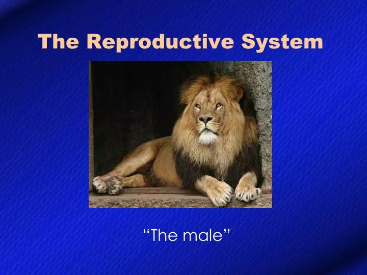 the reproductive system