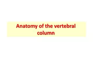 Anatomy of the vertebral column