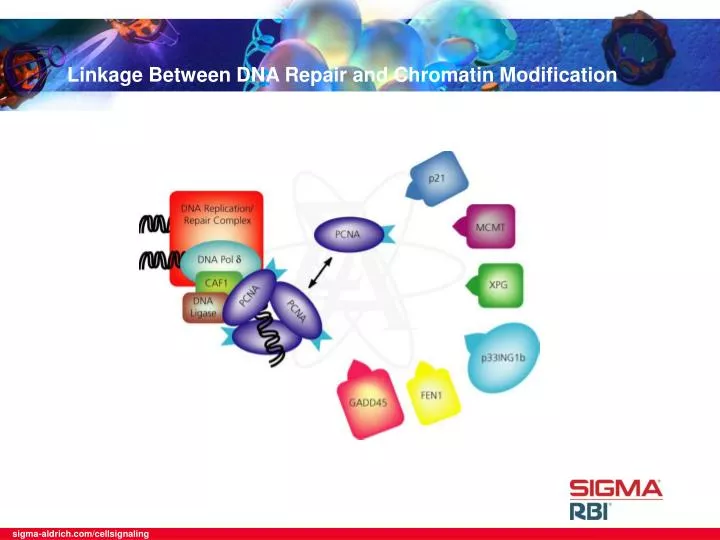 linkage between dna repair and chromatin modification