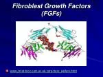 Fibroblast Growth Factors (FGFs) - slide 1