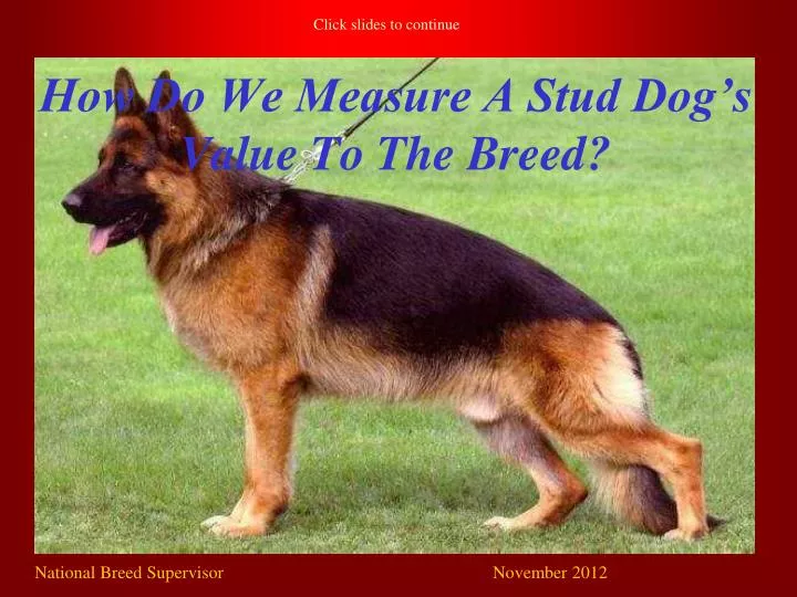 how do we measure a stud dog s value to the breed