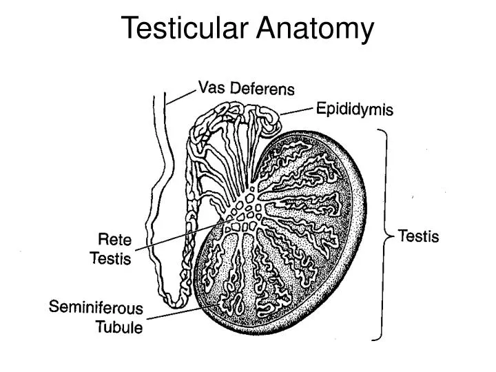 testicular anatomy