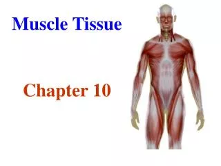 Muscle Tissue Chapter 10