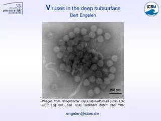 V iruses in the deep subsurface