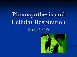 PPT - Photosynthesis And Cellular Respiration PowerPoint Presentation ...