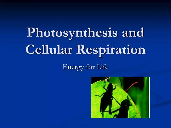 photosynthesis and cellular respiration