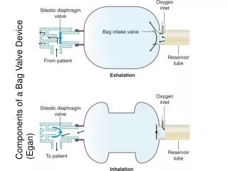 Components of a Bag Valve Device (Egan)