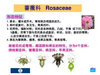 rosaceae