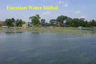 Eurasian Water Milfoil