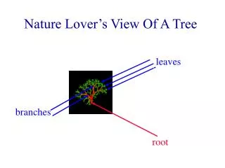 Nature Lover’s View Of A Tree