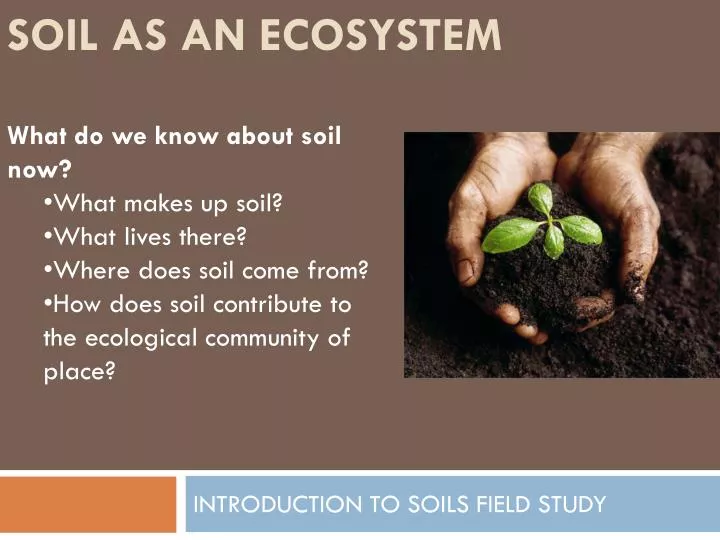 soil as an ecosystem