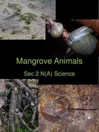 Mangrove Animals