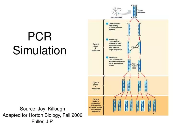 pcr simulation