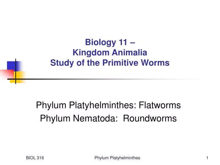 biology 11 kingdom animalia study of the primitive worms