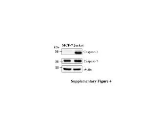 Caspase-3