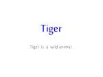 The Majestic Tiger: Nature's Wild Beauty - slide 1