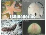 Echinoderms - slide 1
