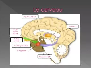 le cerveau
