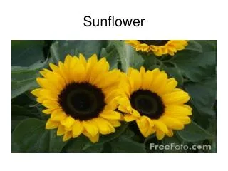 sunflower
