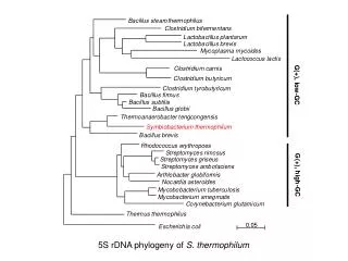 5S rDNA phylogeny of S. thermophilum