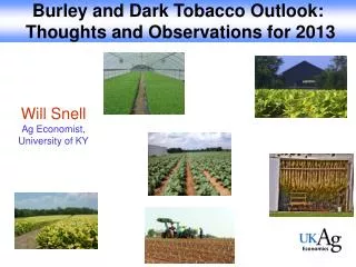 Burley and Dark Tobacco Outlook: Thoughts and Observations for 2013