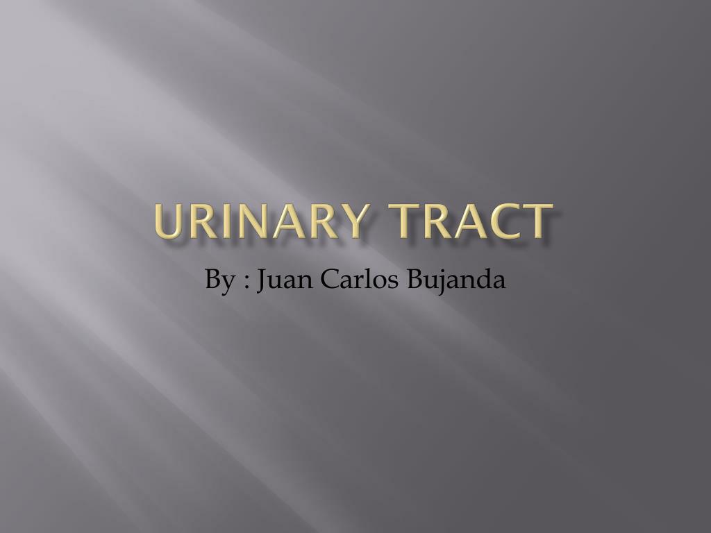 PPT - Urinary Tract PowerPoint Presentation, free download - ID:6887689