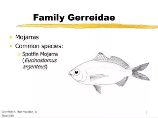 Family Gerreidae