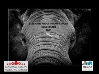 ELEPHANT FOCUS GROUP REPORT COLCHESTER 2013