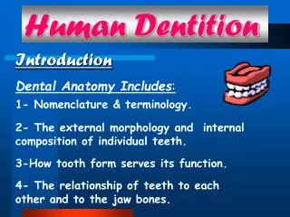 Human Dentition