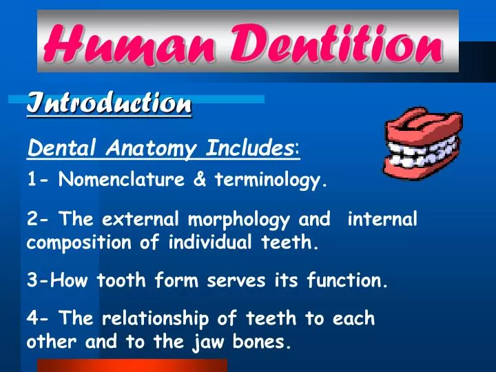 human dentition