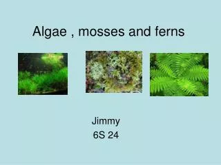 Algae , mosses and ferns