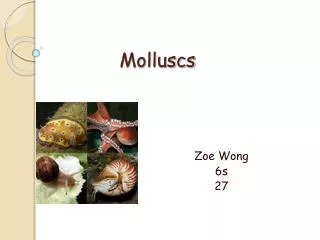 Molluscs