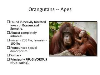 Orangutans -- Apes