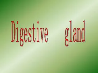 Digestive gland