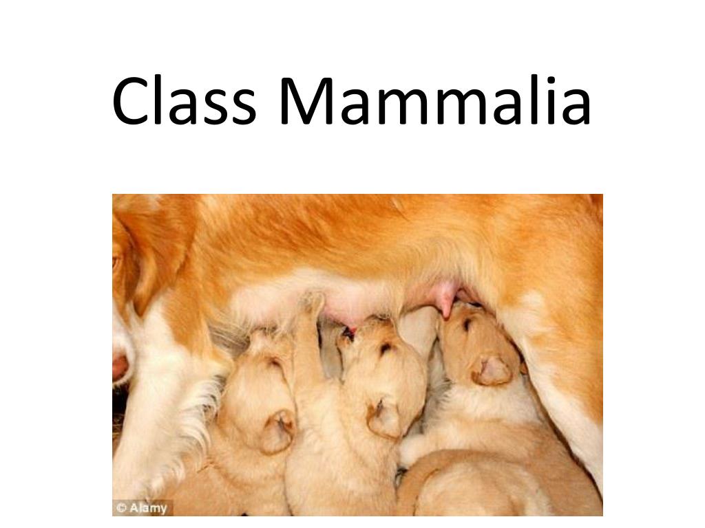 PPT - Class Mammalia PowerPoint Presentation, free download - ID:6890187