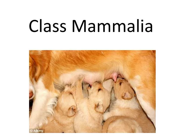 class mammalia