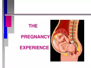 THE PREGNANCY EXPERIENCE