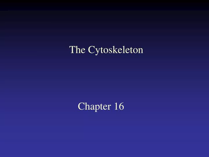the cytoskeleton