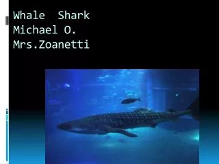 Whale Shark M ichael O. Mrs.Zoanetti