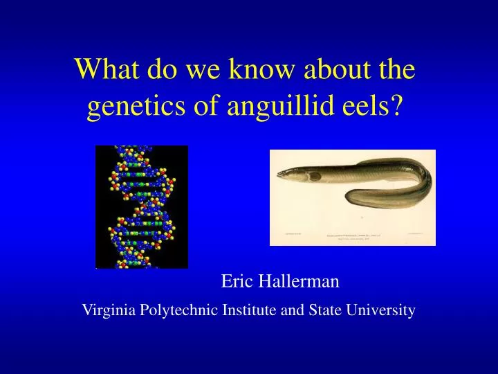 what do we know about the genetics of anguillid eels