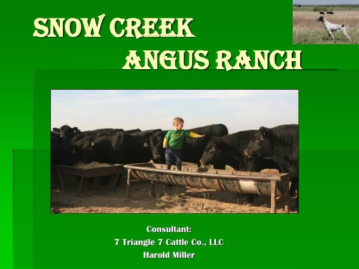 snow creek angus ranch