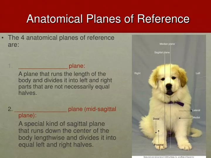 anatomical planes of reference