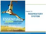 respiratory system - slide 1