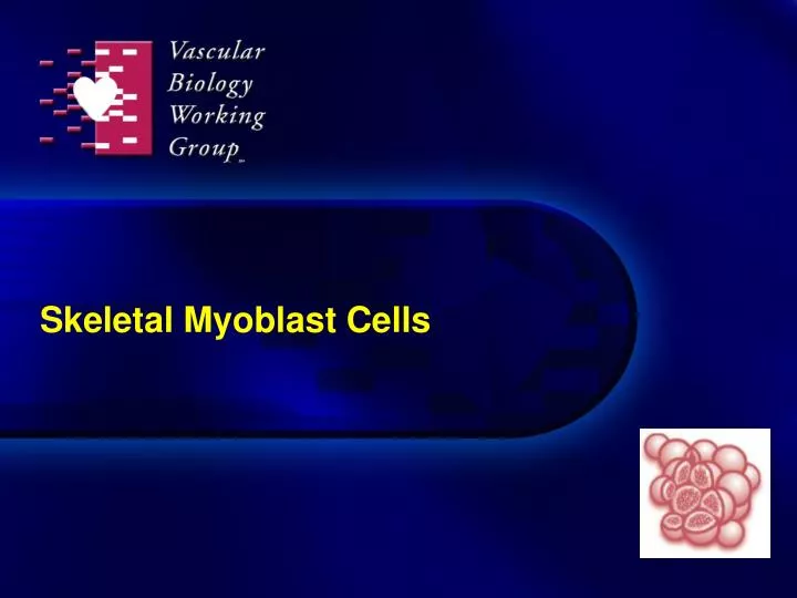 skeletal myoblast cells