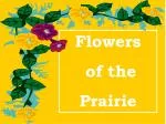 Flowers of the Prairie