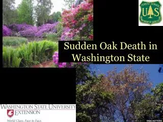 Sudden Oak Death in Washington State