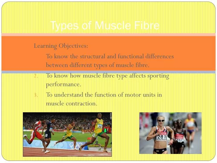 types of muscle fibre