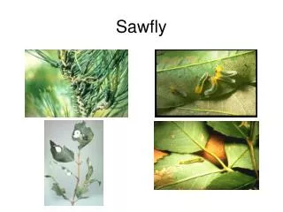 Sawfly
