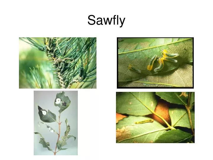 sawfly